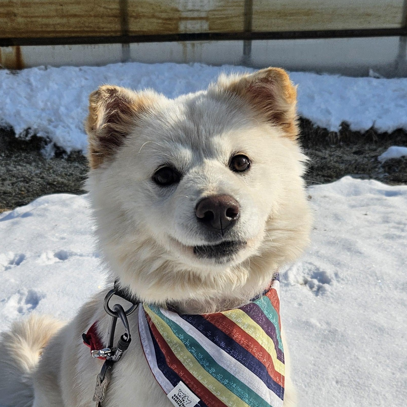 Dongdong, Adoptable, Adult Male Jindo & Samoyed.