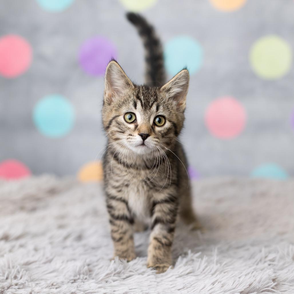 Fawaffle, Adoptable, Kitten Male Domestic Short Hair.