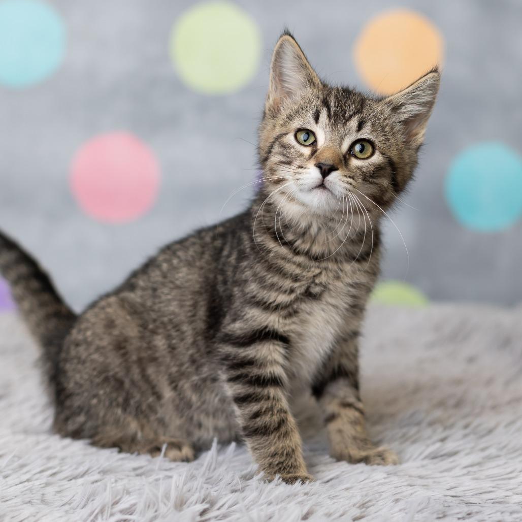 Enlarge Fawaffle, a Adoptable Domestic Short Hair in St. Paul, MN image 2/5