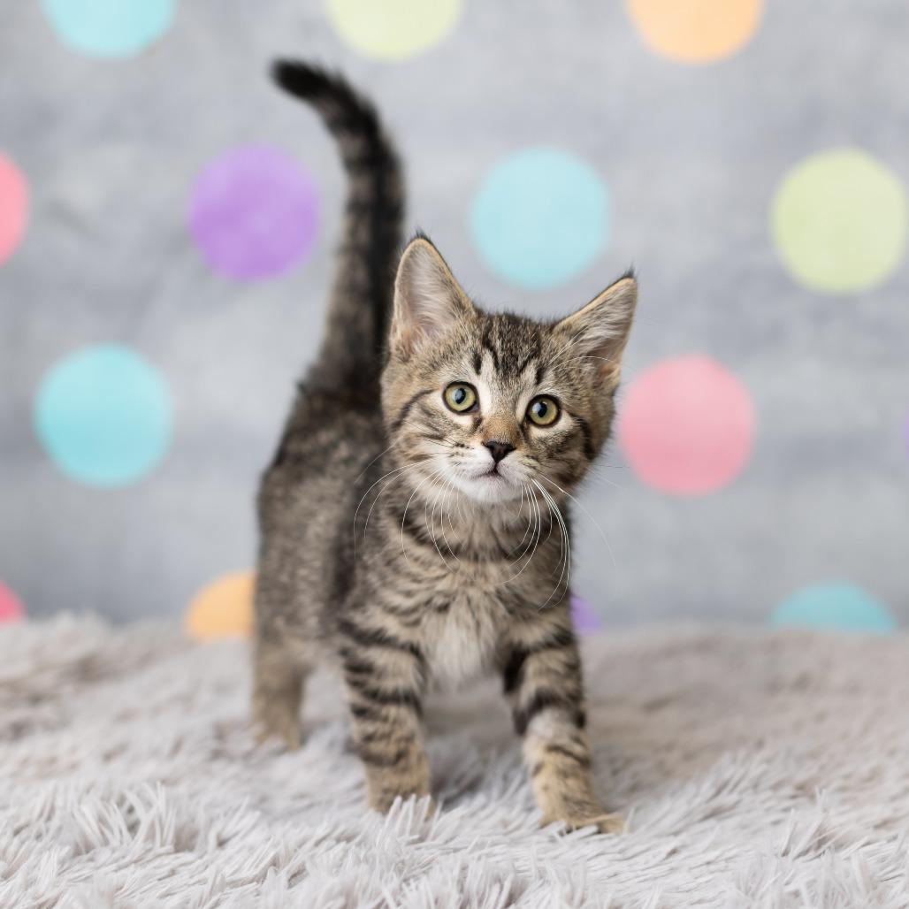 Enlarge Fawaffle, a Adoptable Domestic Short Hair in St. Paul, MN image 3/5