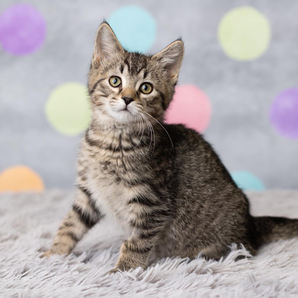 Enlarge Fawaffle, a Adoptable Domestic Short Hair in St. Paul, MN image 4/5