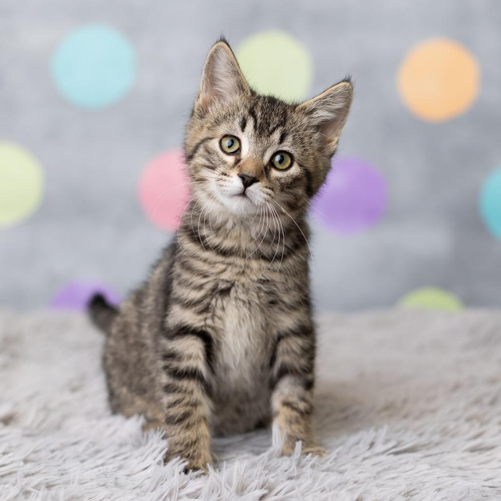 Enlarge Fawaffle, a Adoptable Domestic Short Hair in St. Paul, MN image 5/5