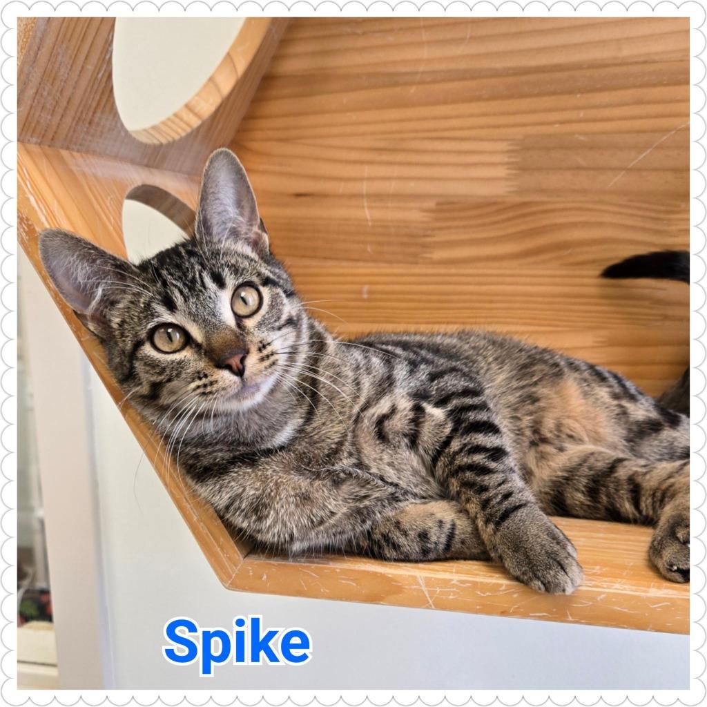 Spike, Adoptable, Young Male Domestic Short Hair.