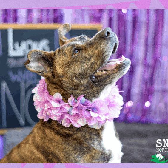 Dolly, a Adoptable mixed breed in Rochester, NY image 1/6