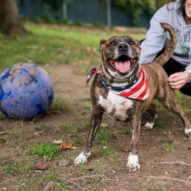 Dolly, a Adoptable mixed breed in Rochester, NY image 6/6
