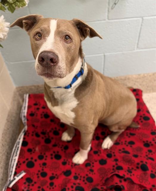 Enlarge RAIDEN, a Adoptable American Staffordshire Terrier in Brighton, CO image 1/1
