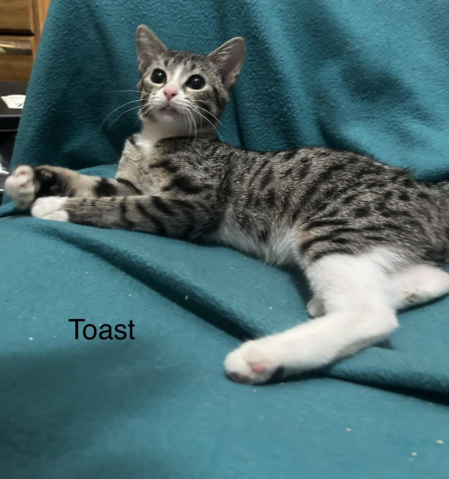 Toast, Adopted, Kitten Male Domestic Short Hair.