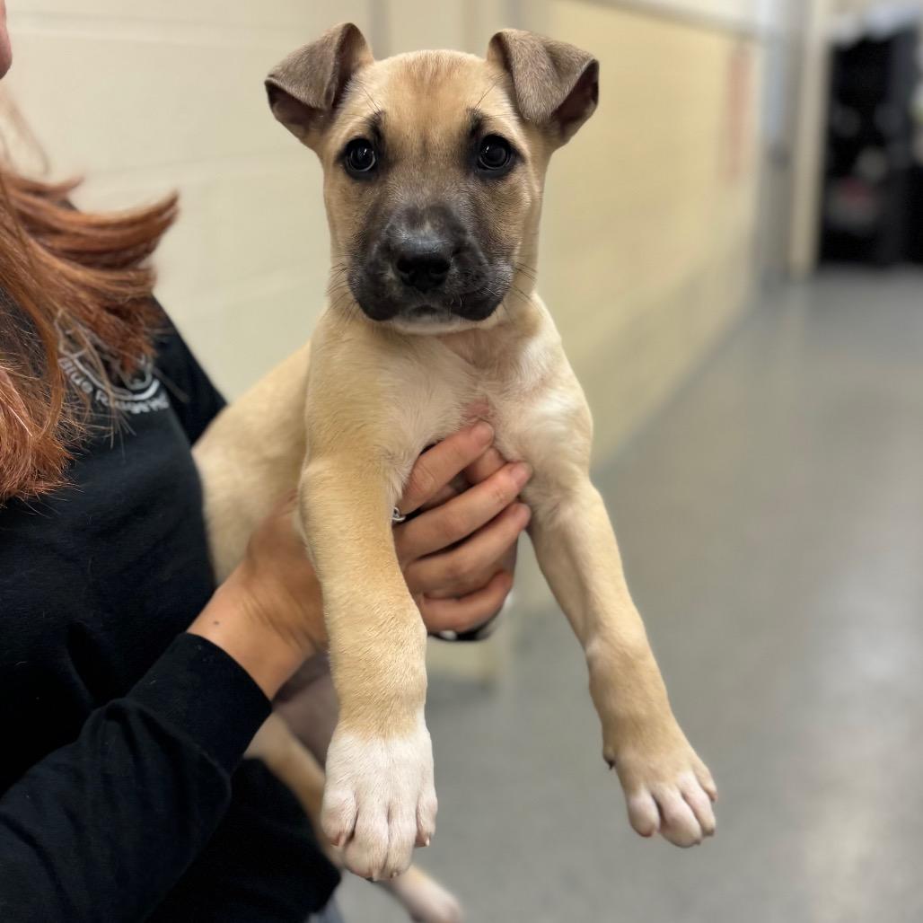 Enlarge Tulip, a Adoptable Mixed Breed in Hendersonville, NC image 1/2
