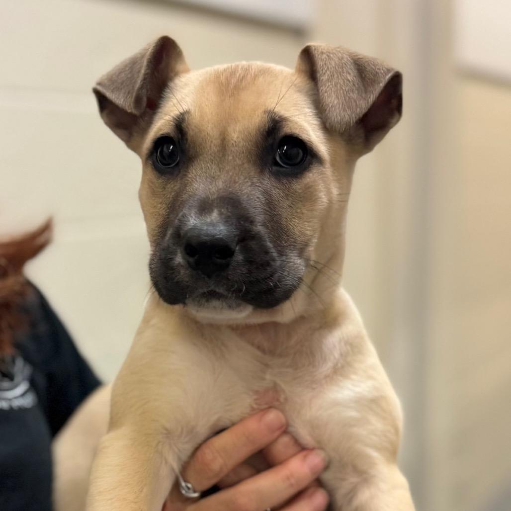 Enlarge Tulip, a Adoptable Mixed Breed in Hendersonville, NC image 2/2