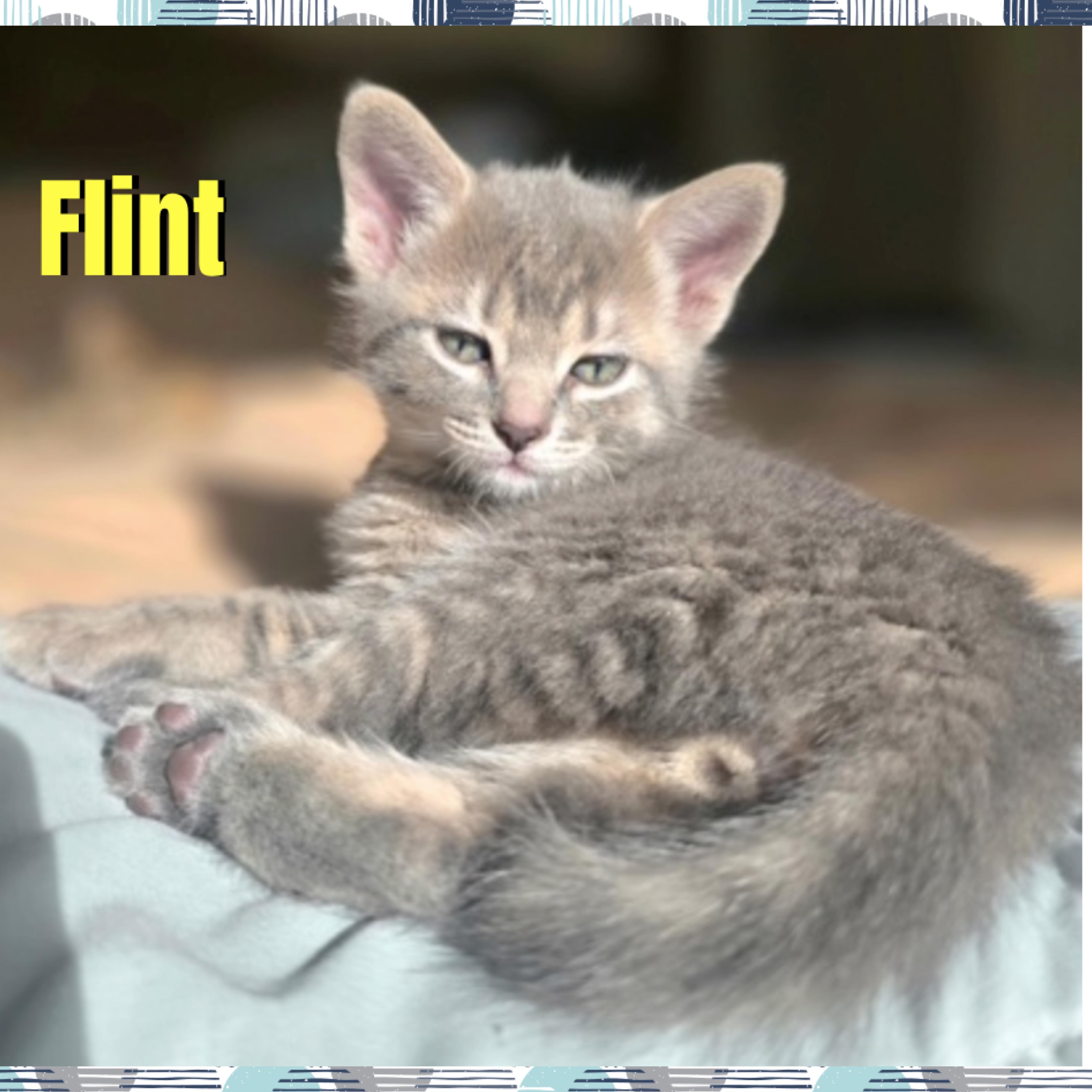 Flint, Adoptable, Kitten Male Domestic Short Hair.