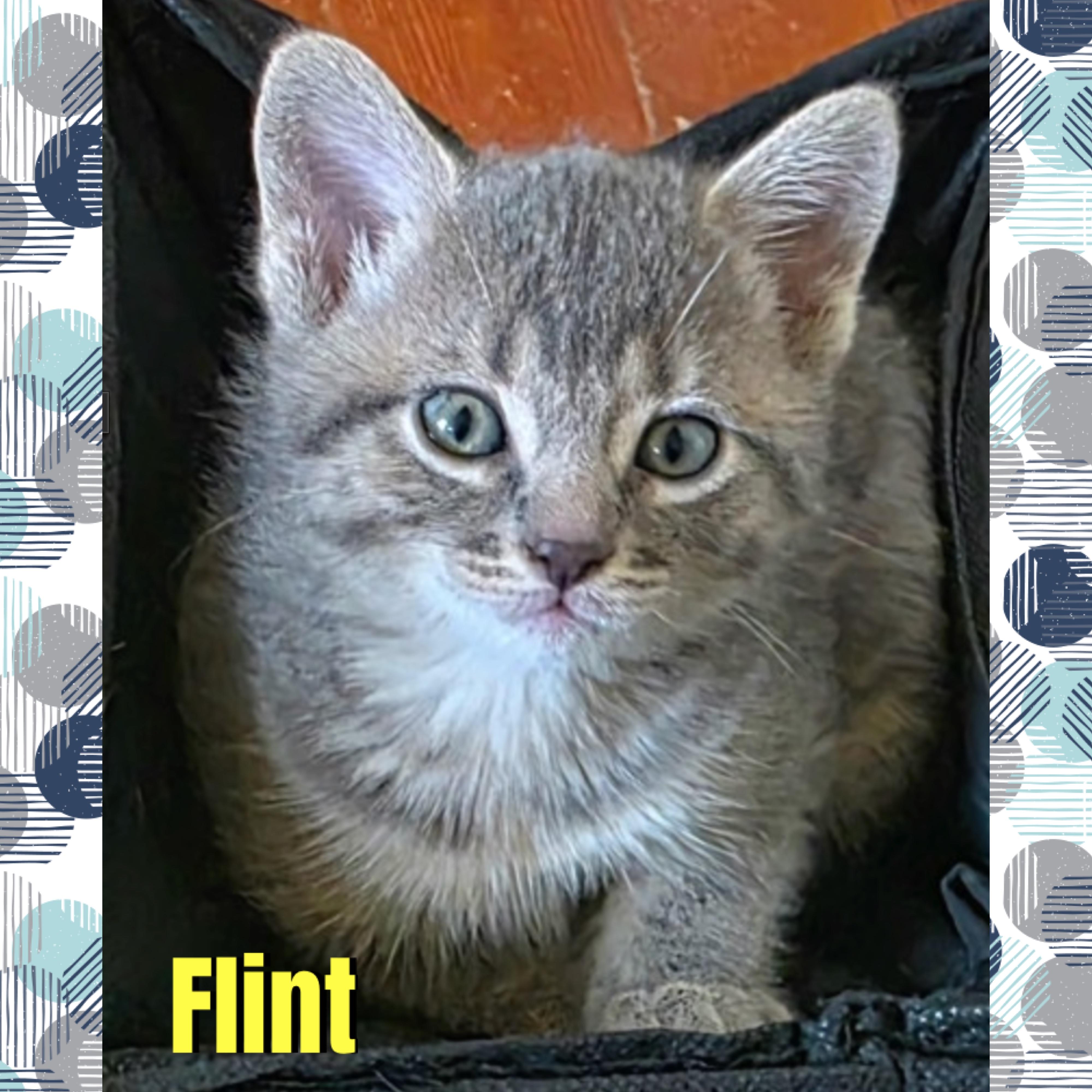 Enlarge Flint, a Adoptable mixed breed in Red Lodge, MT image 2/4