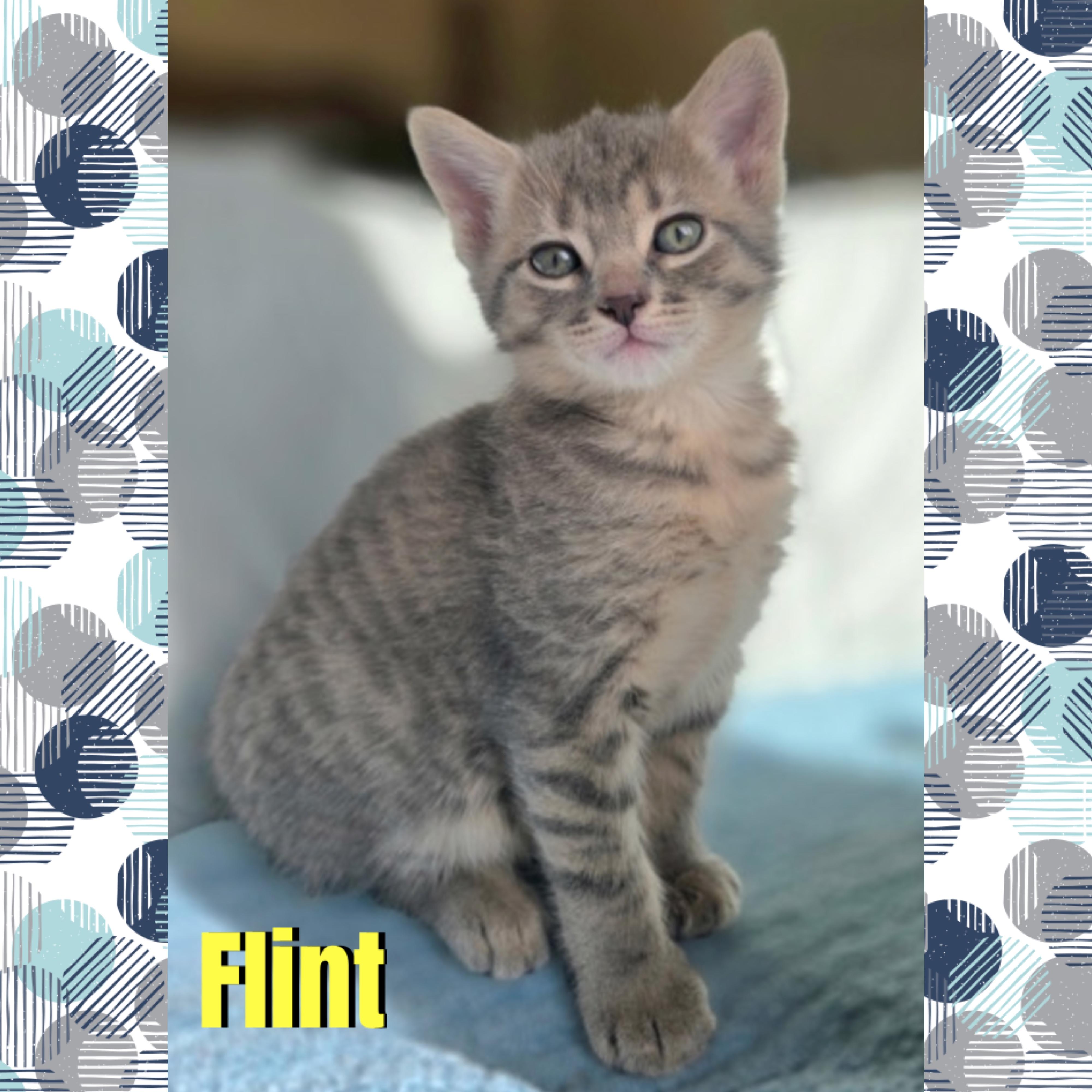 Enlarge Flint, a Adoptable mixed breed in Red Lodge, MT image 4/4