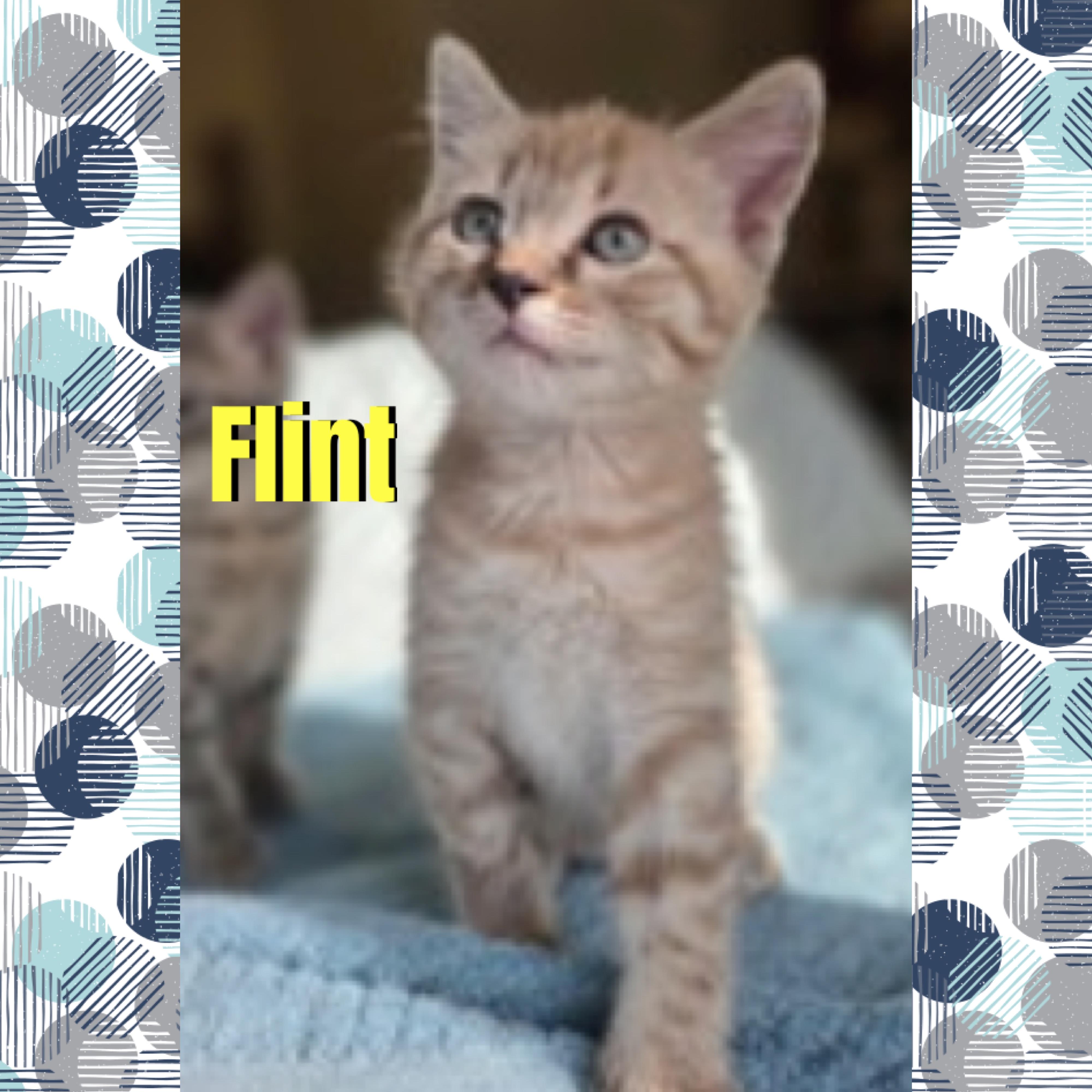 Enlarge Flint, a Adoptable mixed breed in Red Lodge, MT image 3/4
