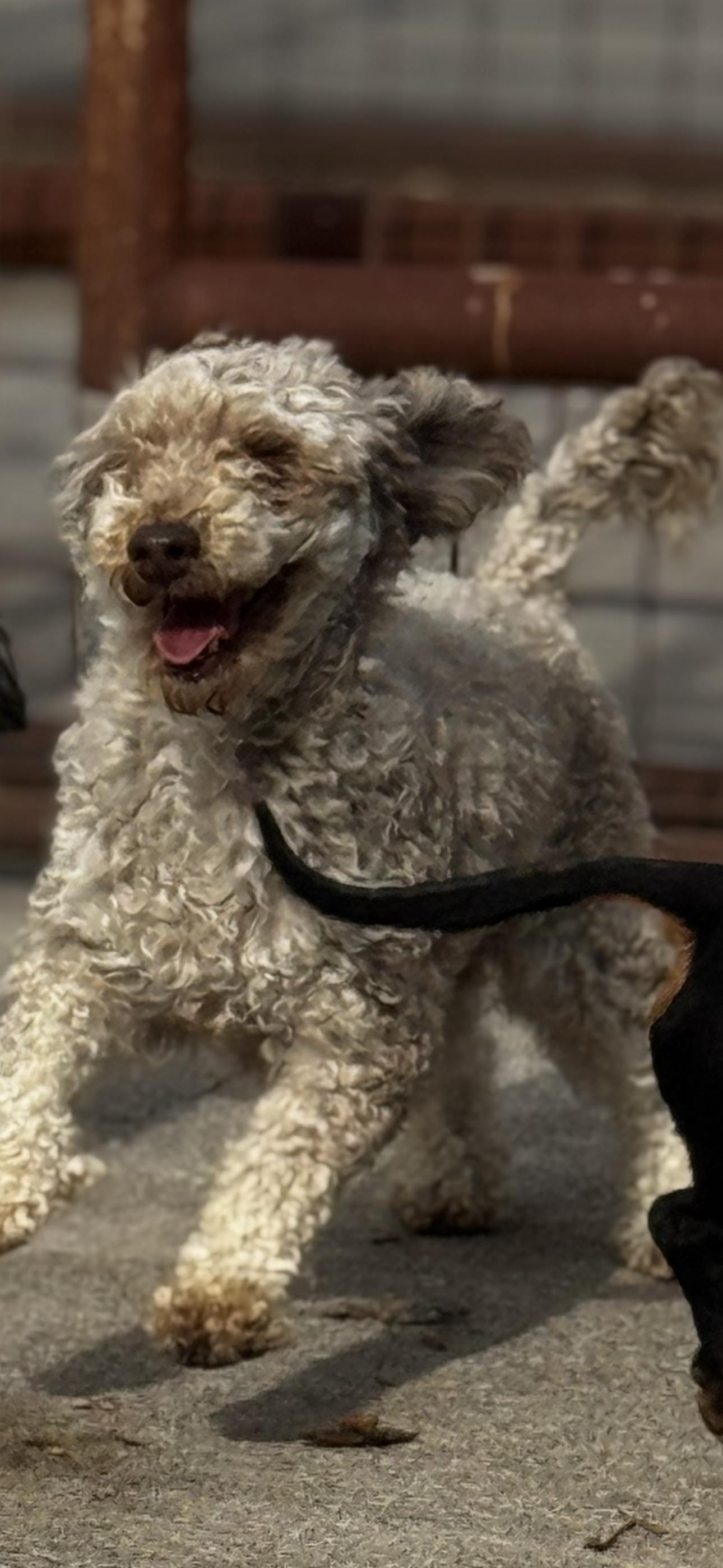 Bonnie, a ADOPTABLE Miniature Poodle in Chesterfield, MO image 2/2