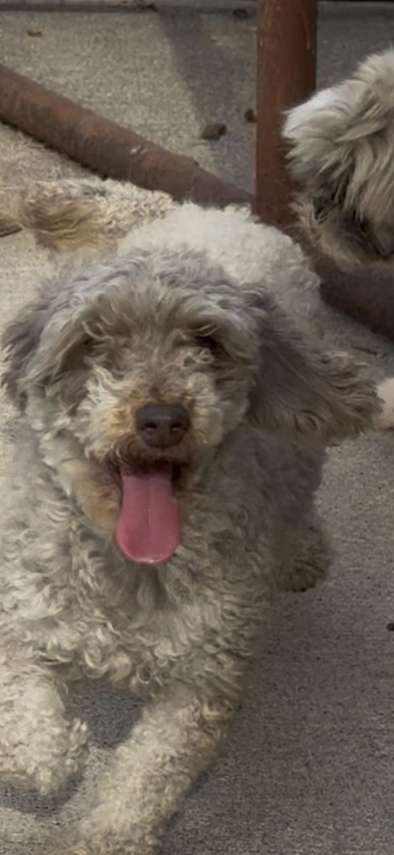 Bonnie, a ADOPTABLE Miniature Poodle in Chesterfield, MO image 1/2