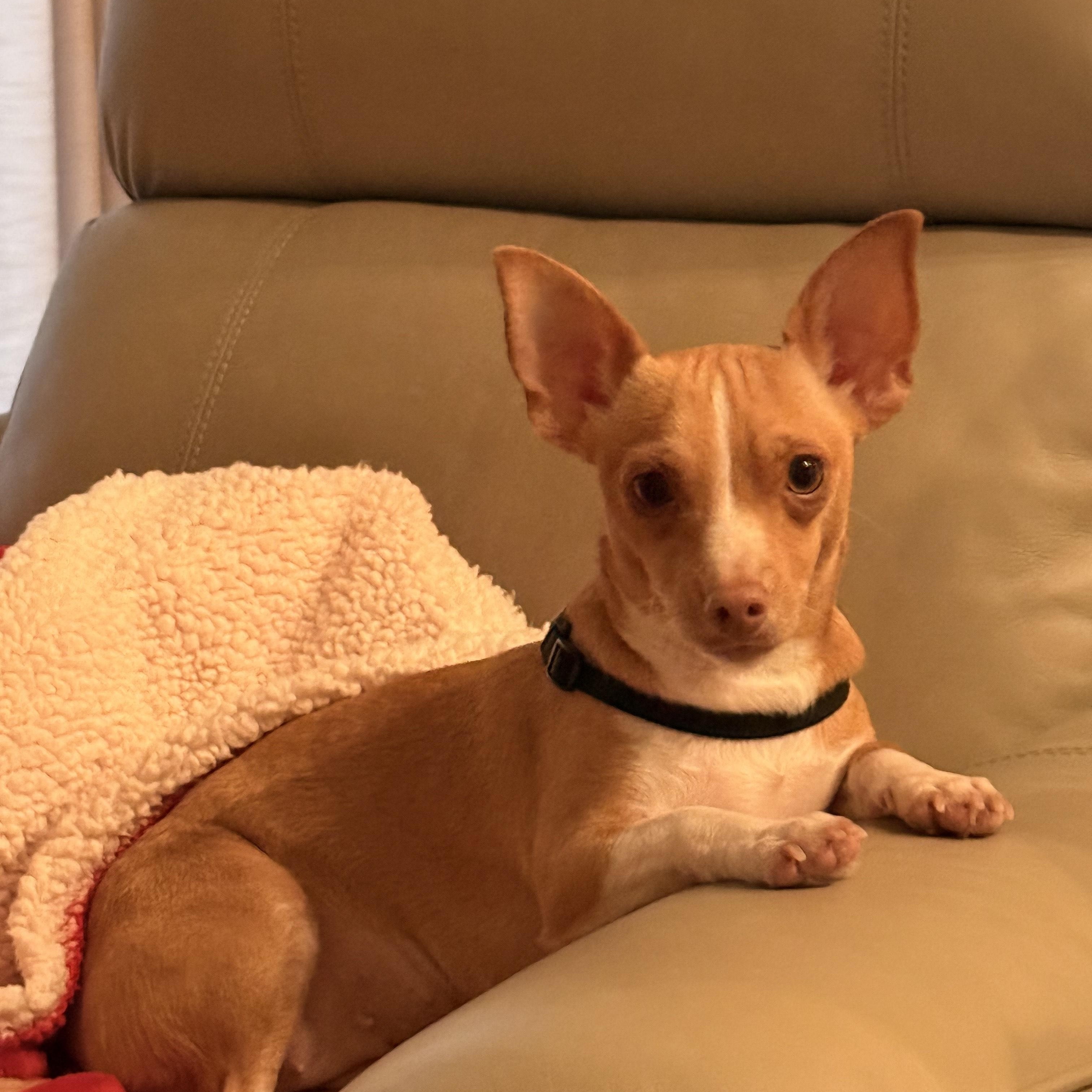 Caramelo, ADOPTABLE, Puppy Female Chihuahua.