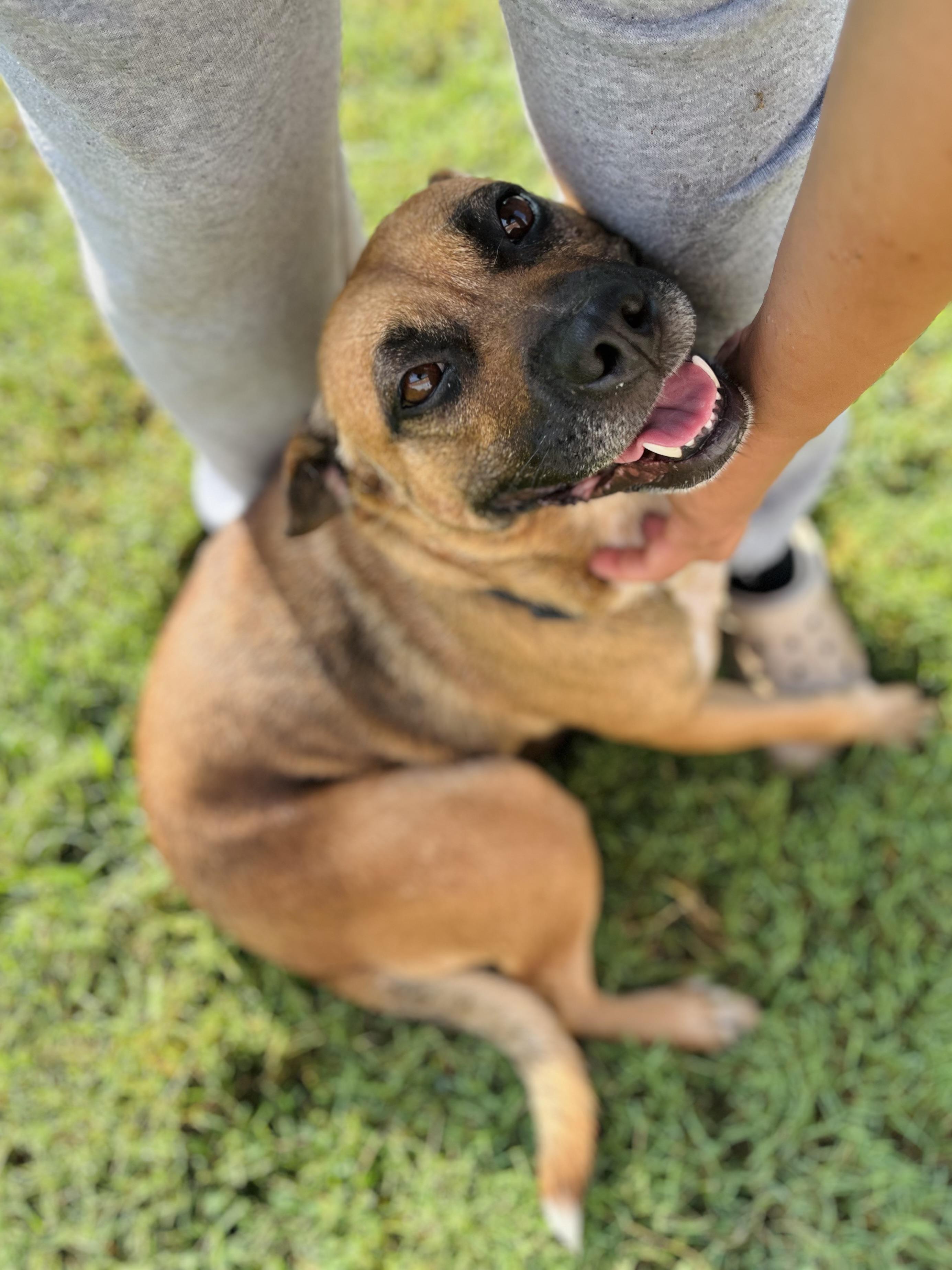 Eve, Adoptable, Adult Female Pit Bull Terrier.