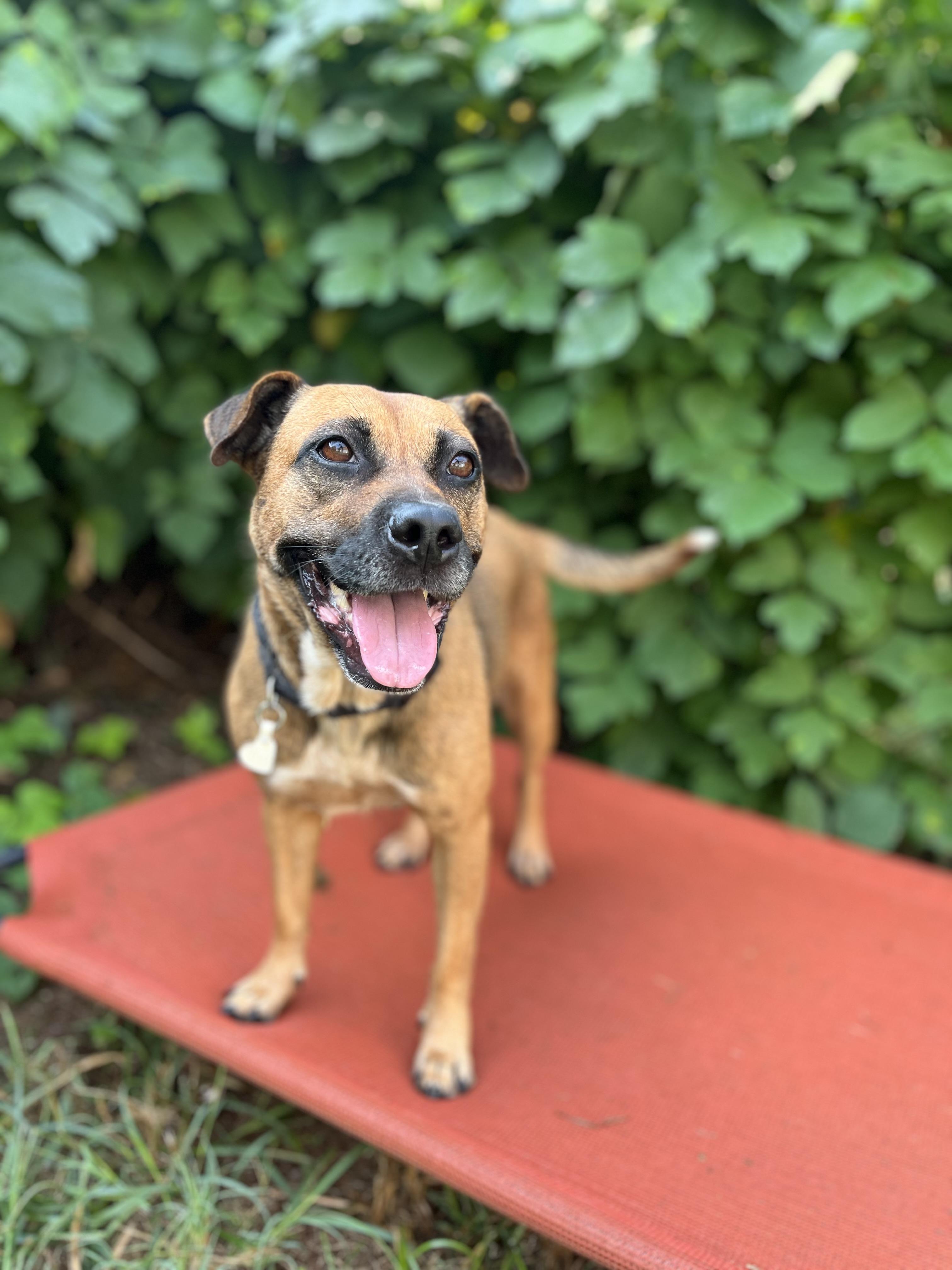 Enlarge Eve, a Adoptable mixed breed in Martinsville, VA image 3/4