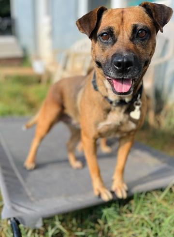 Enlarge Eve, a Adoptable mixed breed in Martinsville, VA image 2/4