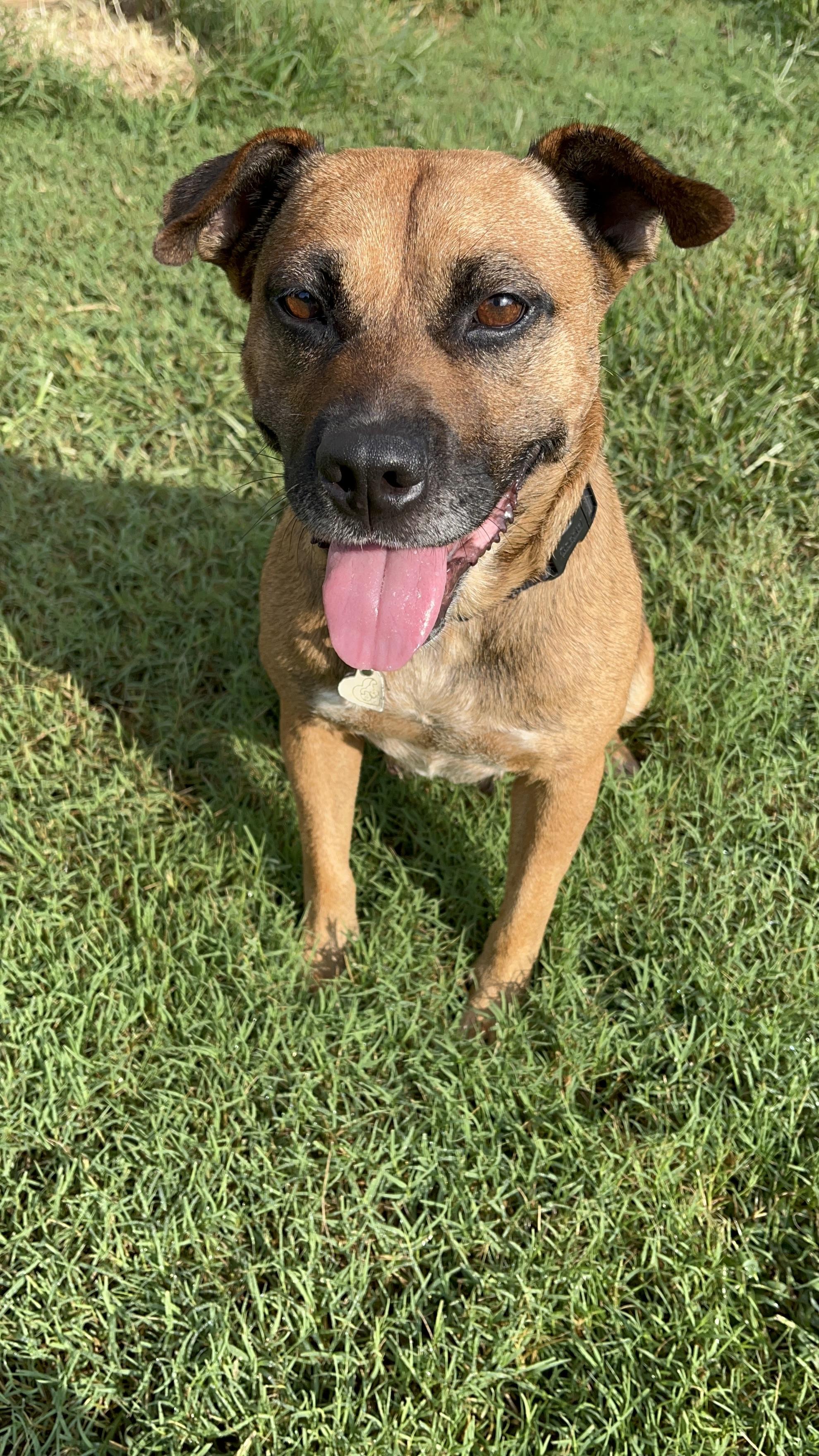 Enlarge Eve, a Adoptable mixed breed in Martinsville, VA image 4/4