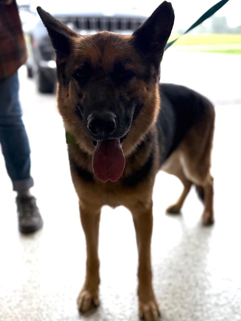 Enlarge Abel, a Adoptable German Shepherd Dog in Auburn, IN image 1/1