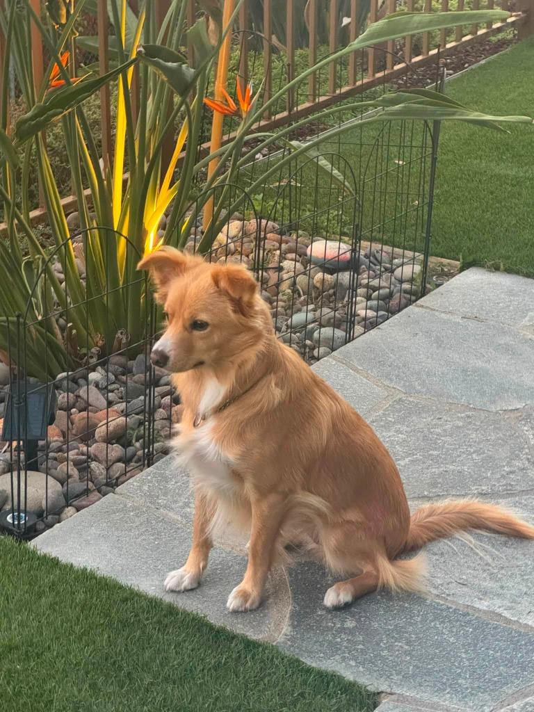 Maggie, Adoptable, Adult Female Spaniel.