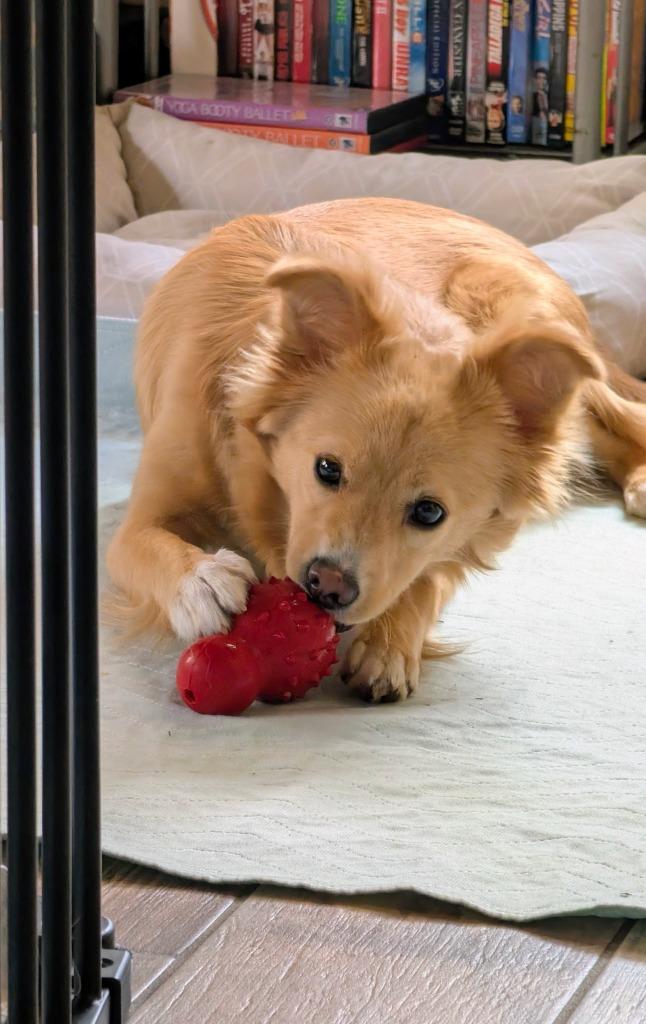 Maggie, a Adoptable mixed breed in El Cajon, CA image 2/3