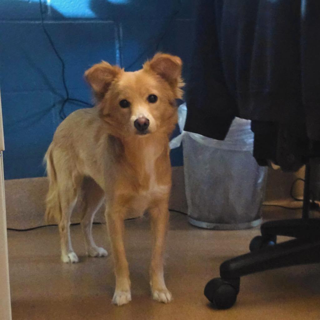 Maggie, a Adoptable mixed breed in El Cajon, CA image 3/3