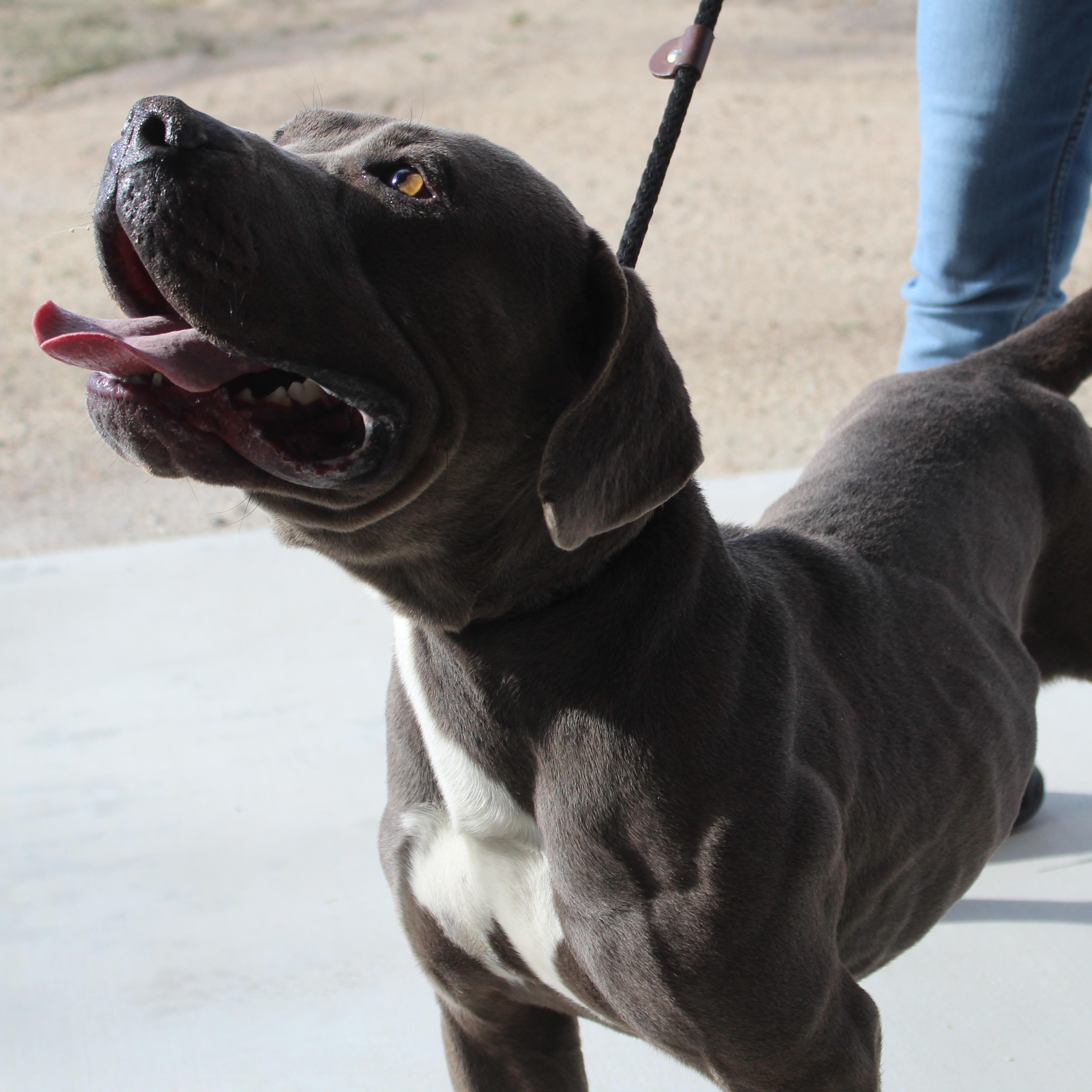 Modok, ADOPTABLE, Adult Male Pit Bull Terrier & American Staffordshire Terrier.