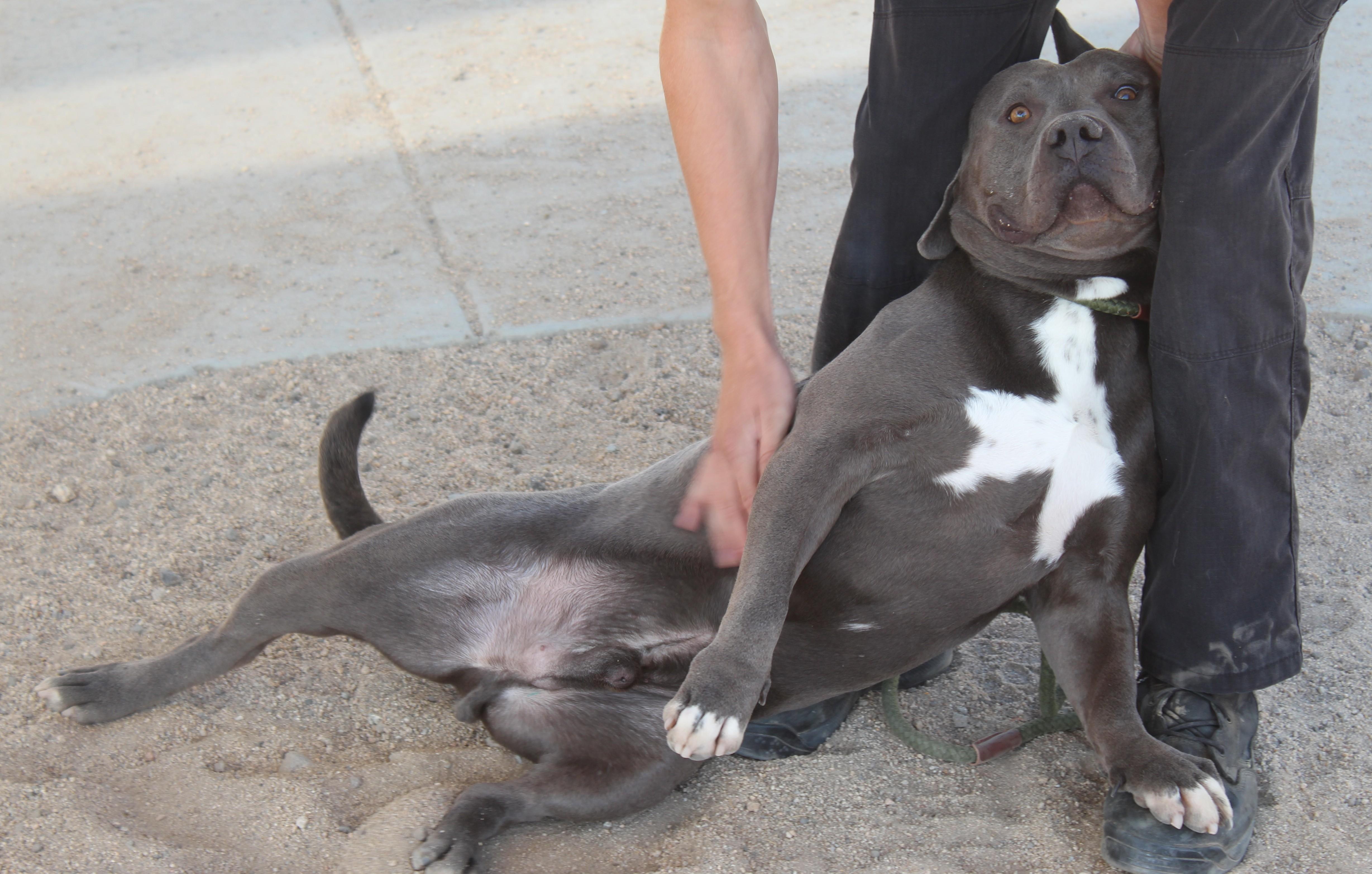 Enlarge Modok, a ADOPTABLE mixed breed in Yucca Valley, CA image 2/6
