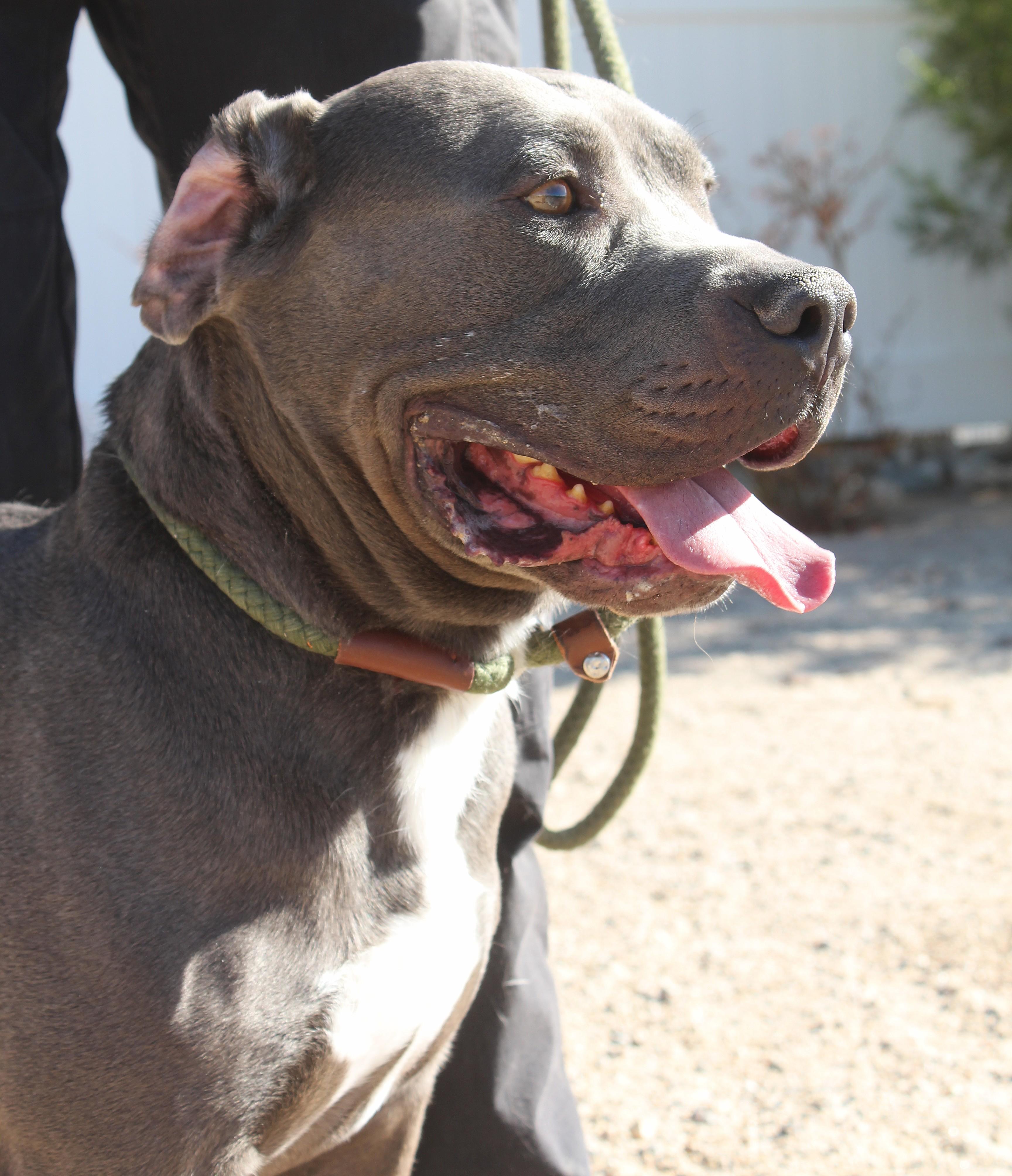 Enlarge Modok, a ADOPTABLE mixed breed in Yucca Valley, CA image 3/6