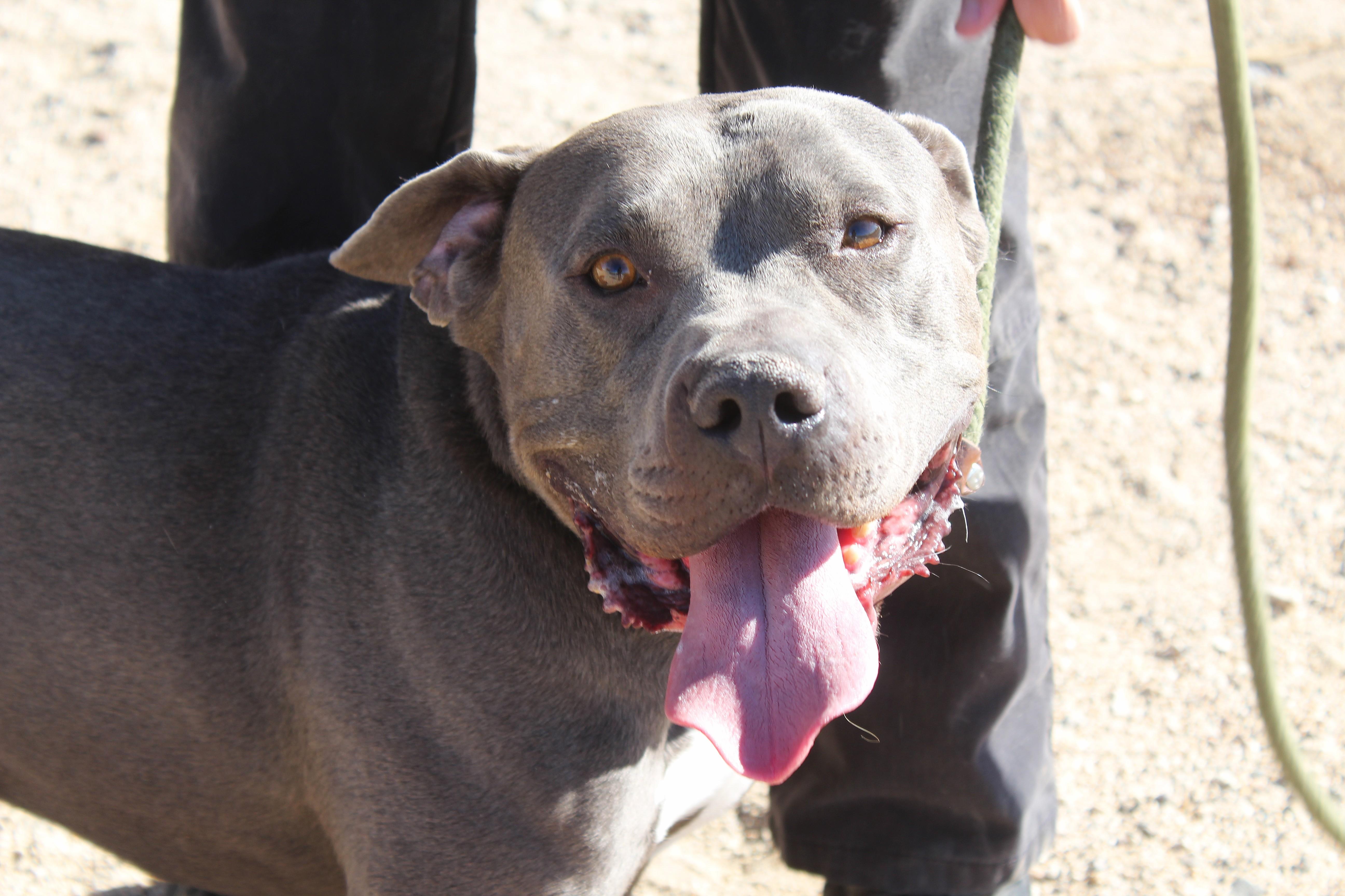 Enlarge Modok, a ADOPTABLE mixed breed in Yucca Valley, CA image 5/6