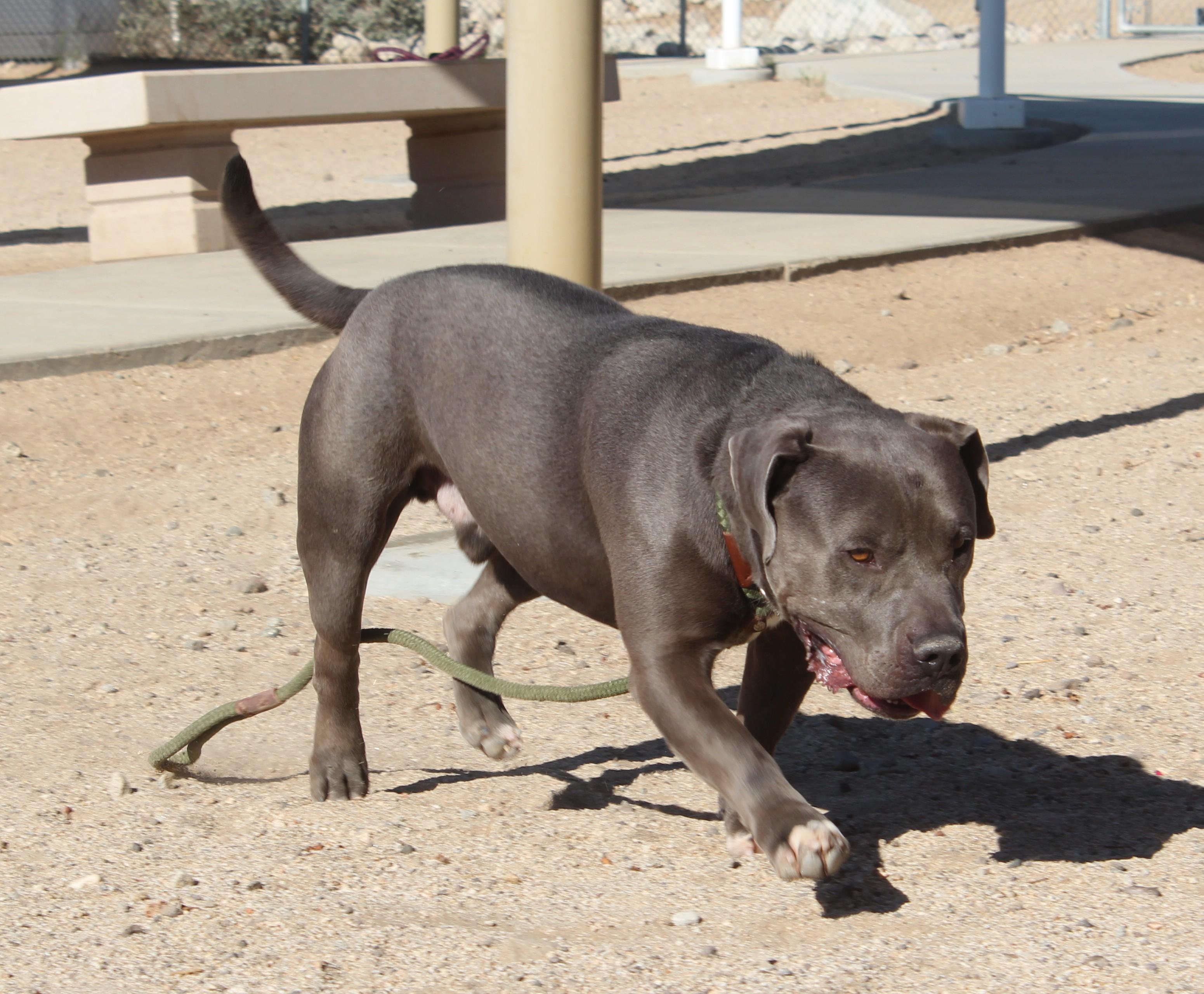 Enlarge Modok, a ADOPTABLE mixed breed in Yucca Valley, CA image 4/6