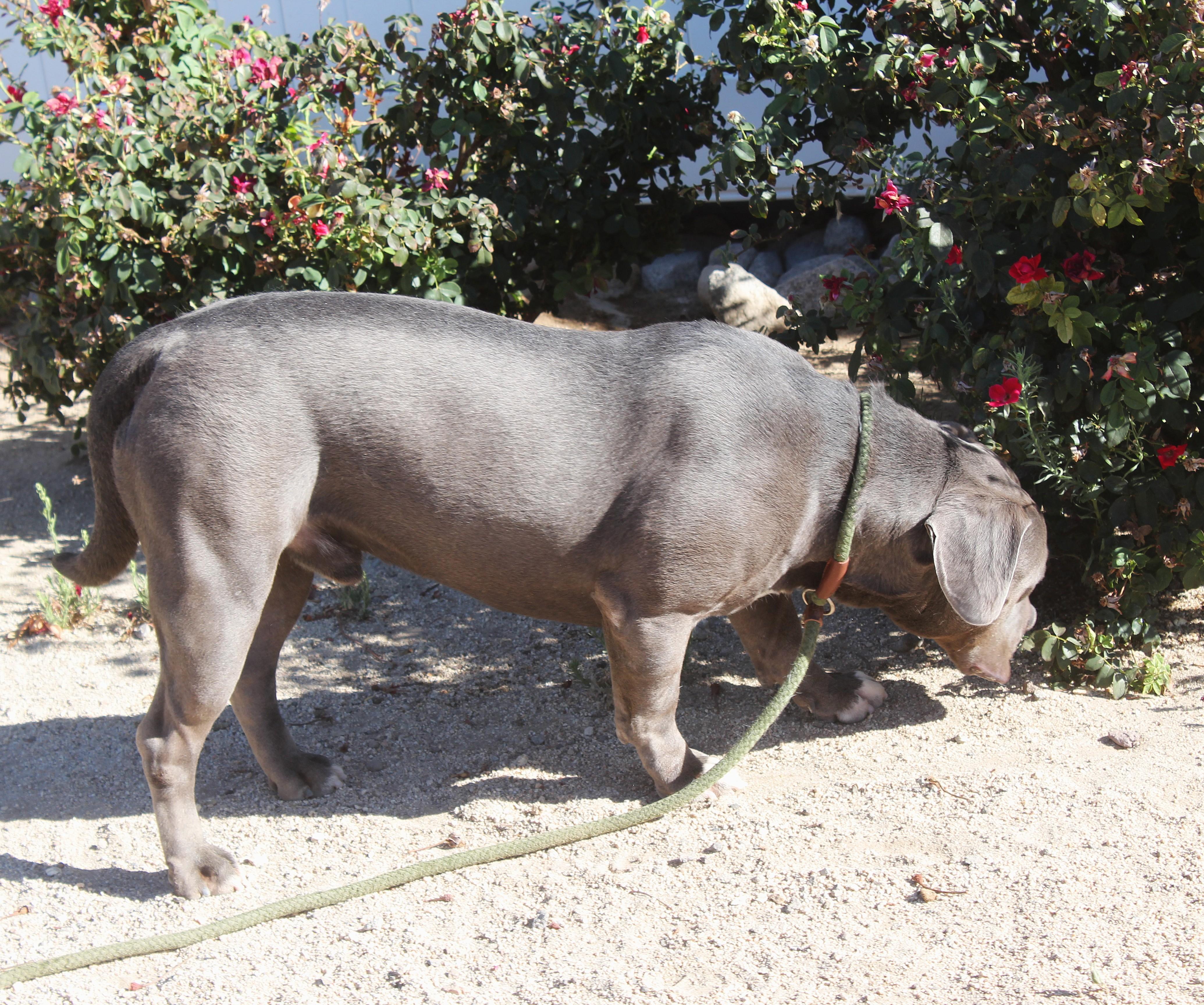 Enlarge Modok, a ADOPTABLE mixed breed in Yucca Valley, CA image 6/6