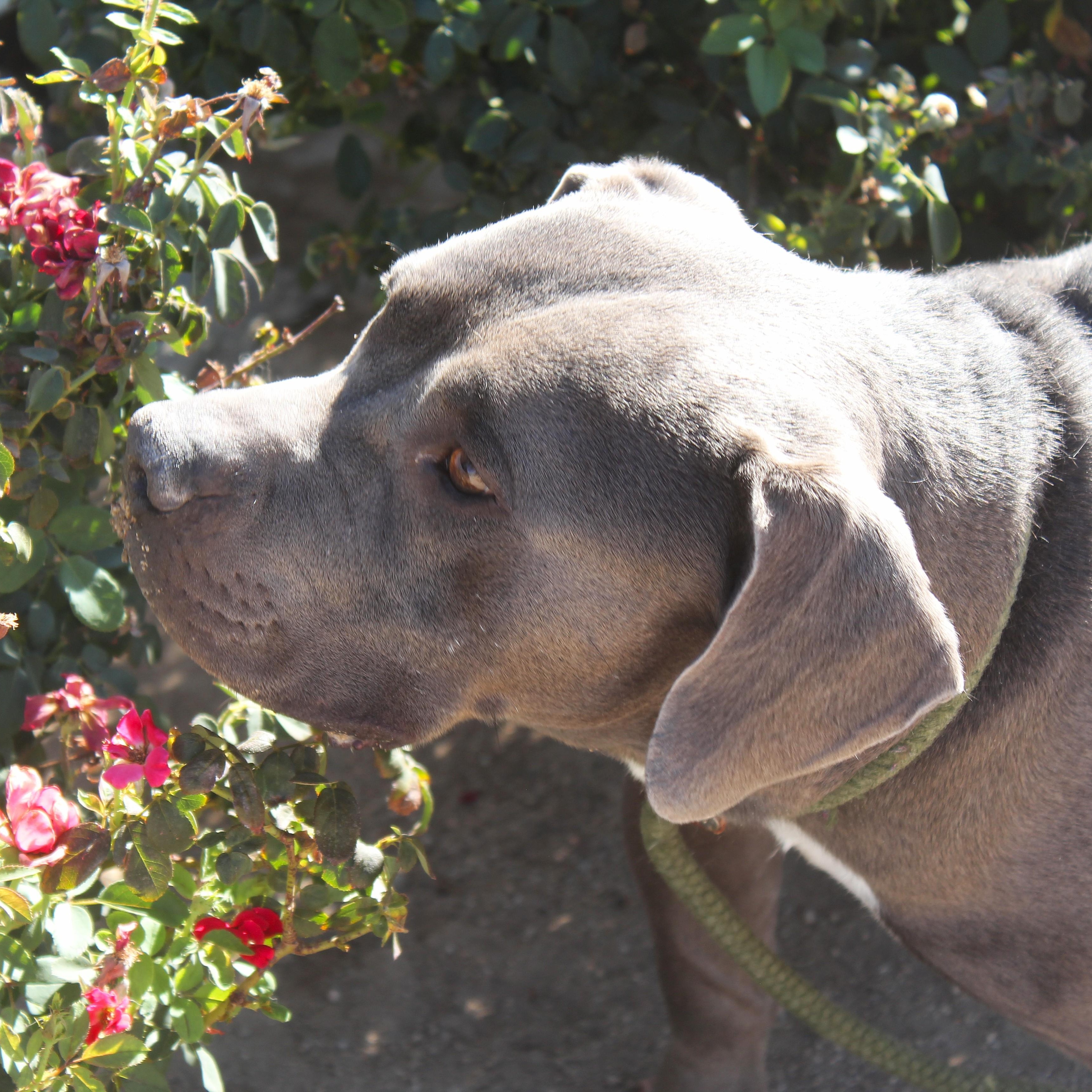 Modok, ADOPTABLE, Adult Male Pit Bull Terrier & American Staffordshire Terrier.