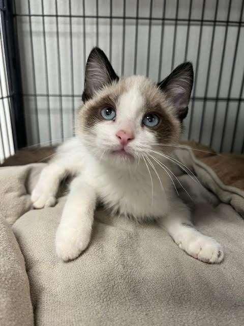 FROGLET, an adoptable Siamese in Ironwood, MI, 49938 | Photo Image 1