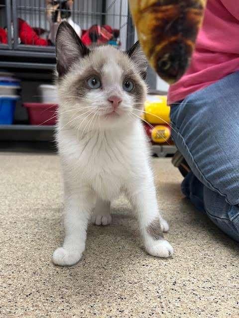 FROGLET, an adoptable Siamese in Ironwood, MI, 49938 | Photo Image 2