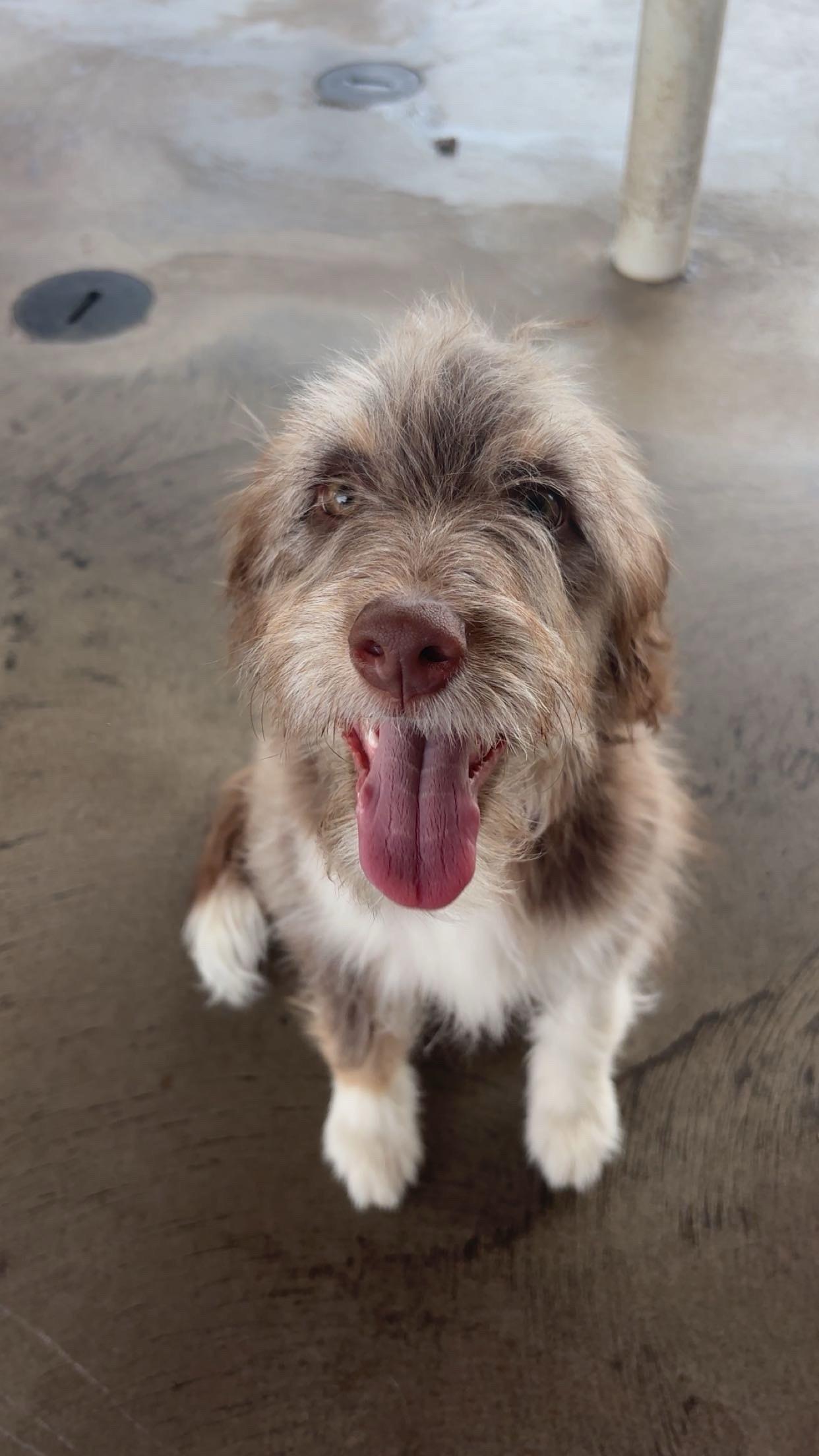 Enlarge Maple, an adopted Aussiedoodle in Edinburg, VA image 1/1