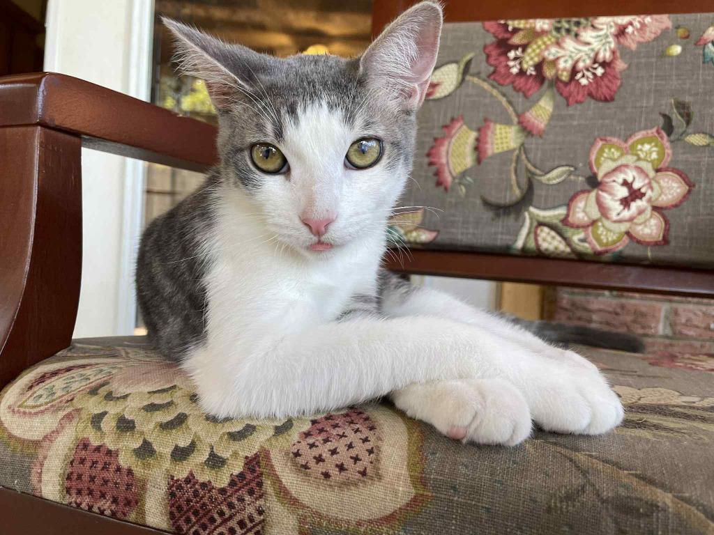 Ash, a Adoptable mixed breed in Mustang, OK image 2/2