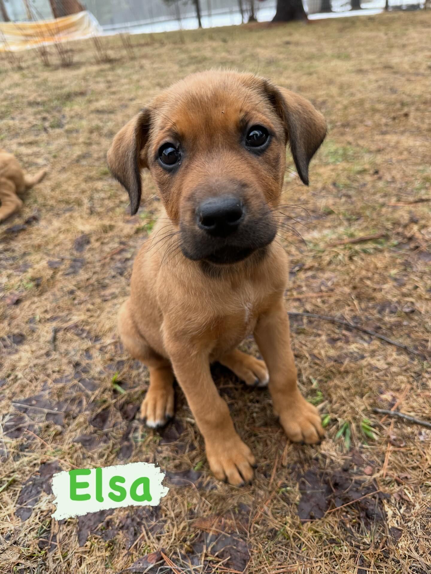 Elsa, adopted, Puppy Female Mixed Breed.