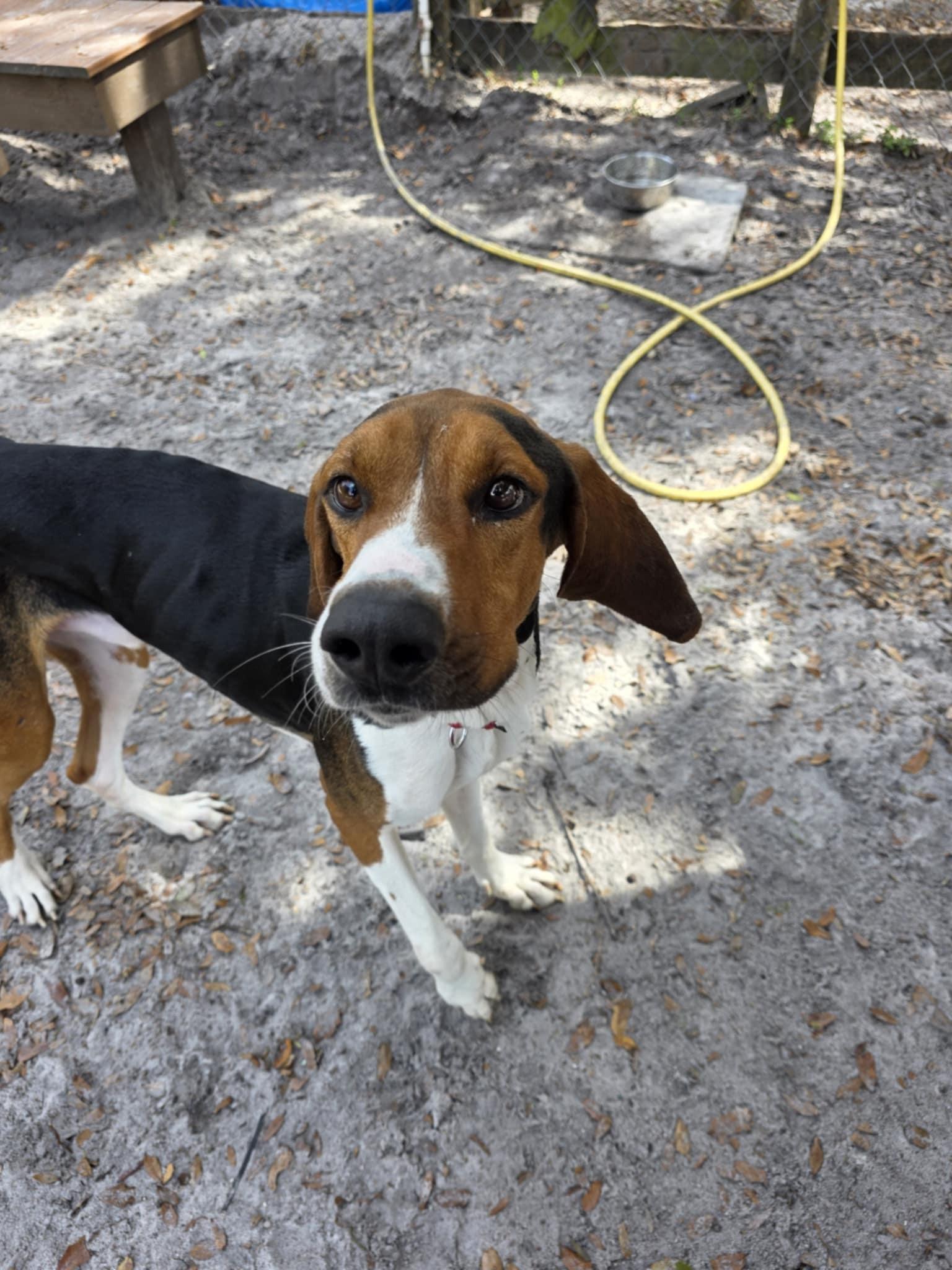 Enlarge Huey, a ADOPTABLE mixed breed in Umatilla, FL image 4/4