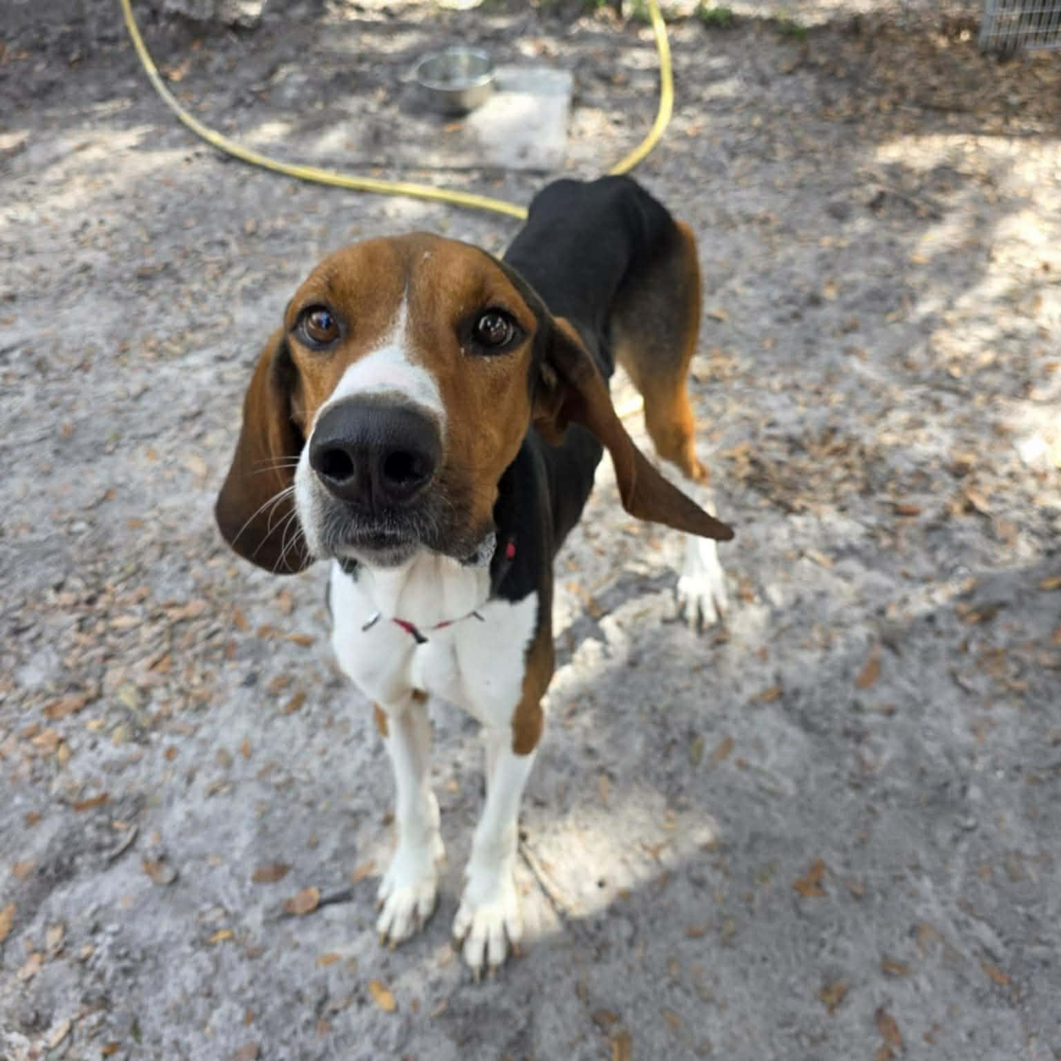 Huey, ADOPTABLE, Adult Male American Foxhound.