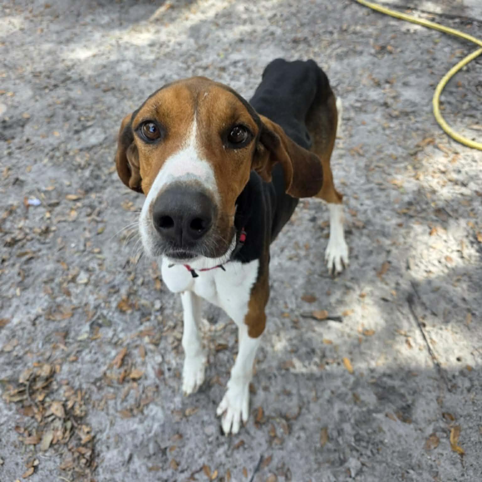 Enlarge Huey, a ADOPTABLE mixed breed in Umatilla, FL image 2/4