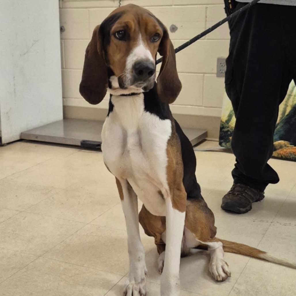 Enlarge Huey, a ADOPTABLE mixed breed in Umatilla, FL image 3/4