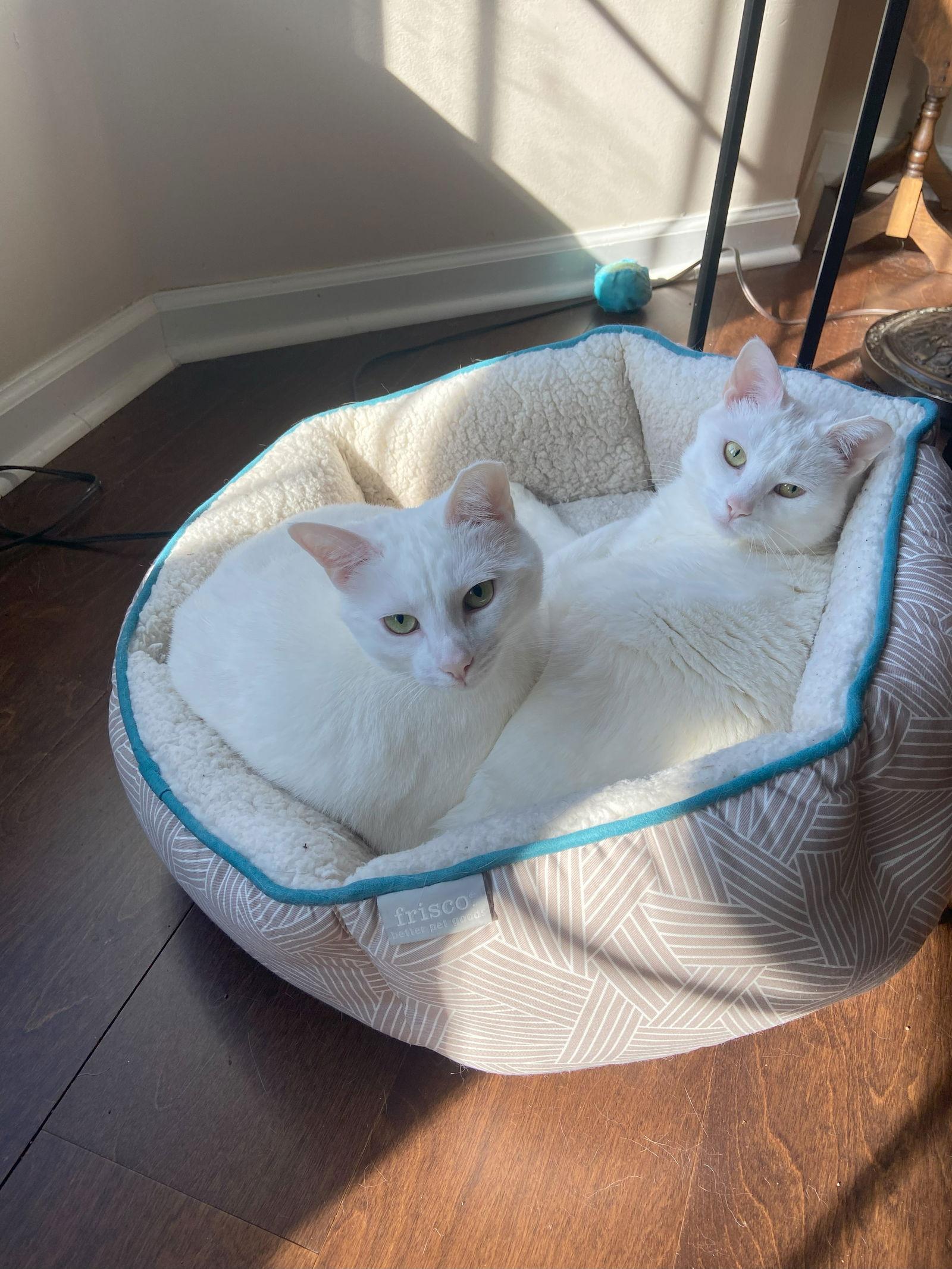 Enlarge Boujee, a Adopted Domestic Short Hair in Spring City, PA image 1/3