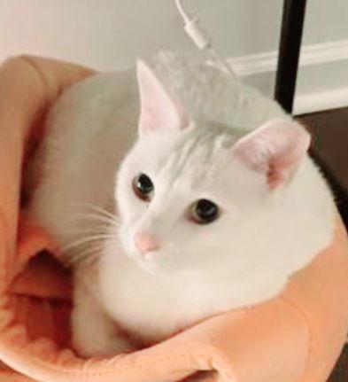 Enlarge Boujee, a Adopted Domestic Short Hair in Spring City, PA image 3/3