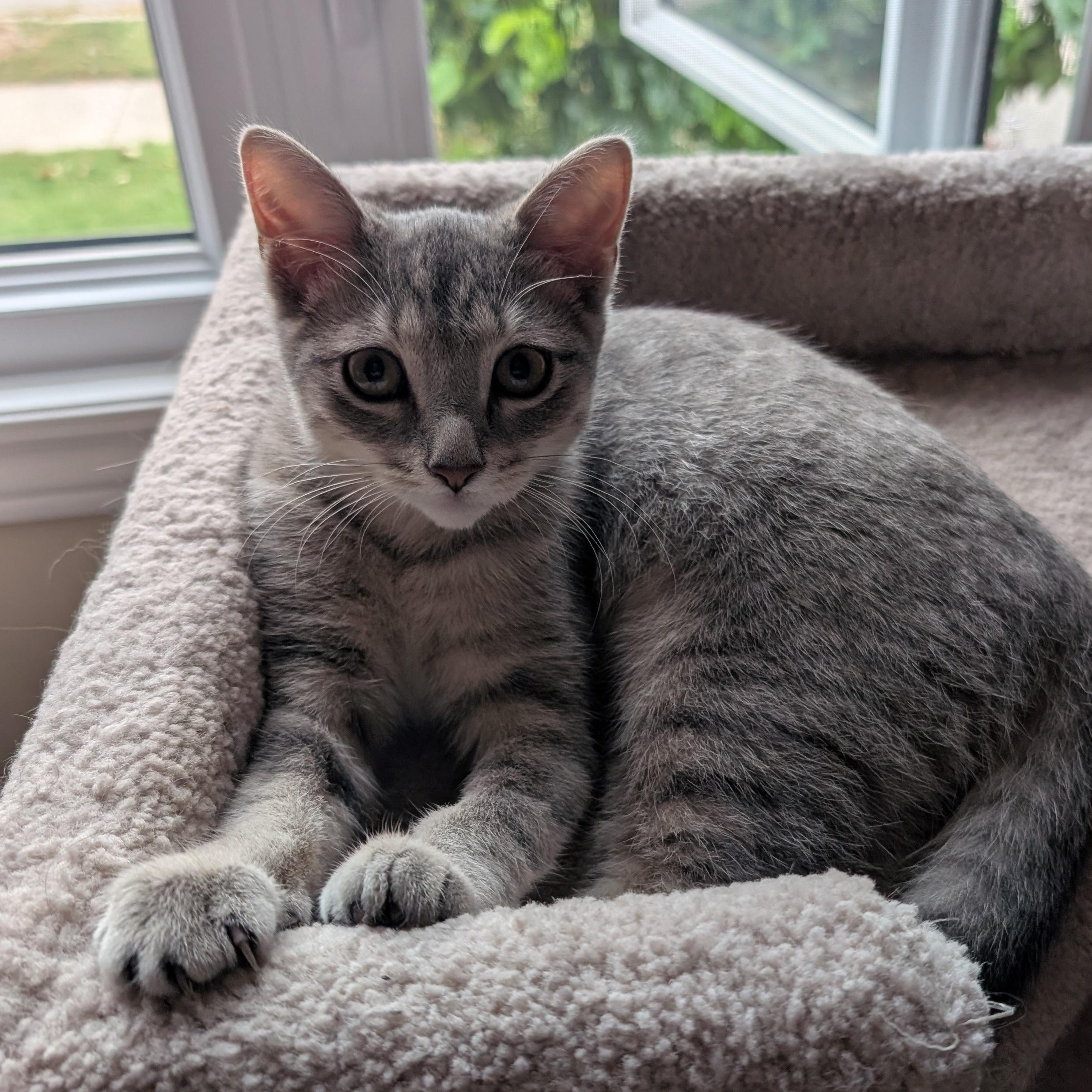 Brittany, Adoptable, Kitten Female Domestic Short Hair.