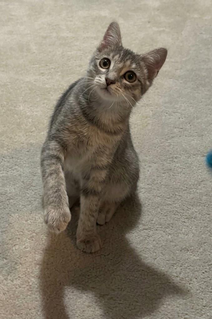 Enlarge Brittany, a Adoptable Domestic Short Hair in Cambridge, ON image 2/4