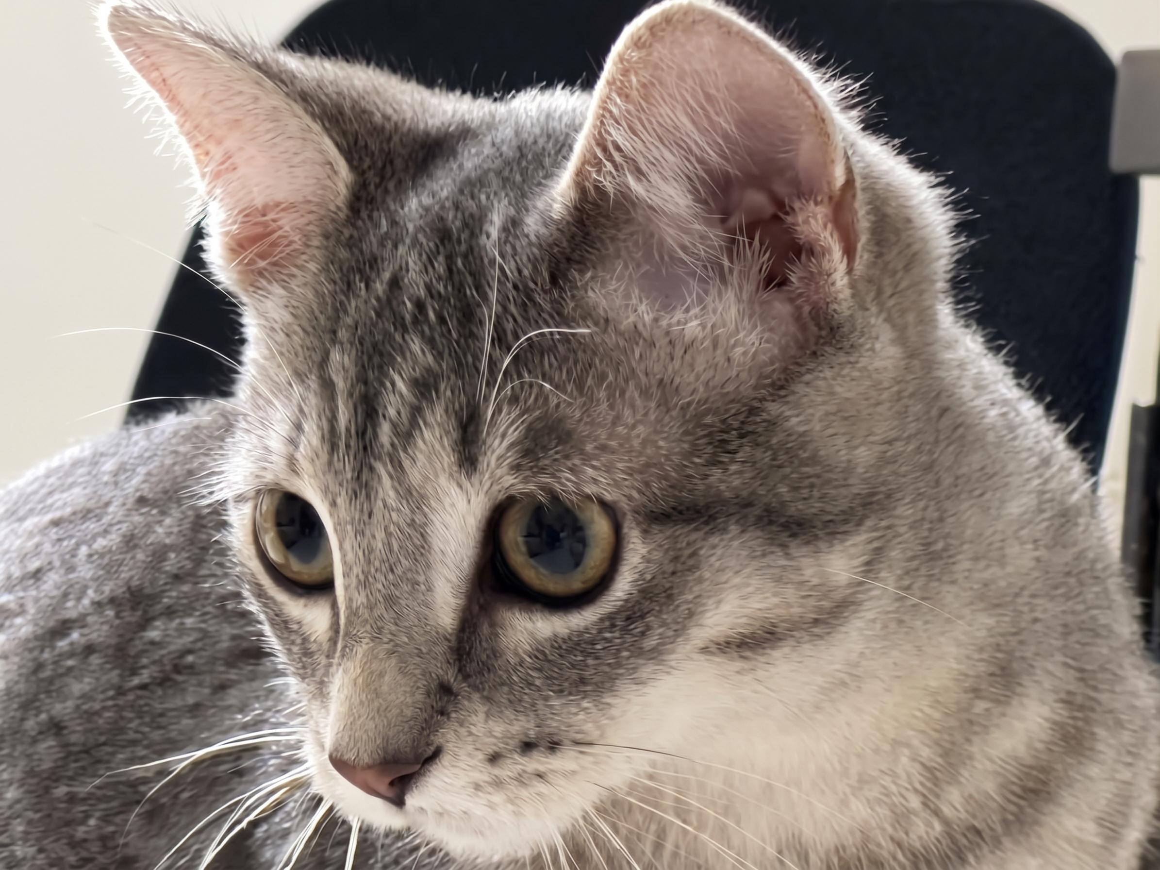 Enlarge Brittany, a Adoptable Domestic Short Hair in Cambridge, ON image 3/4