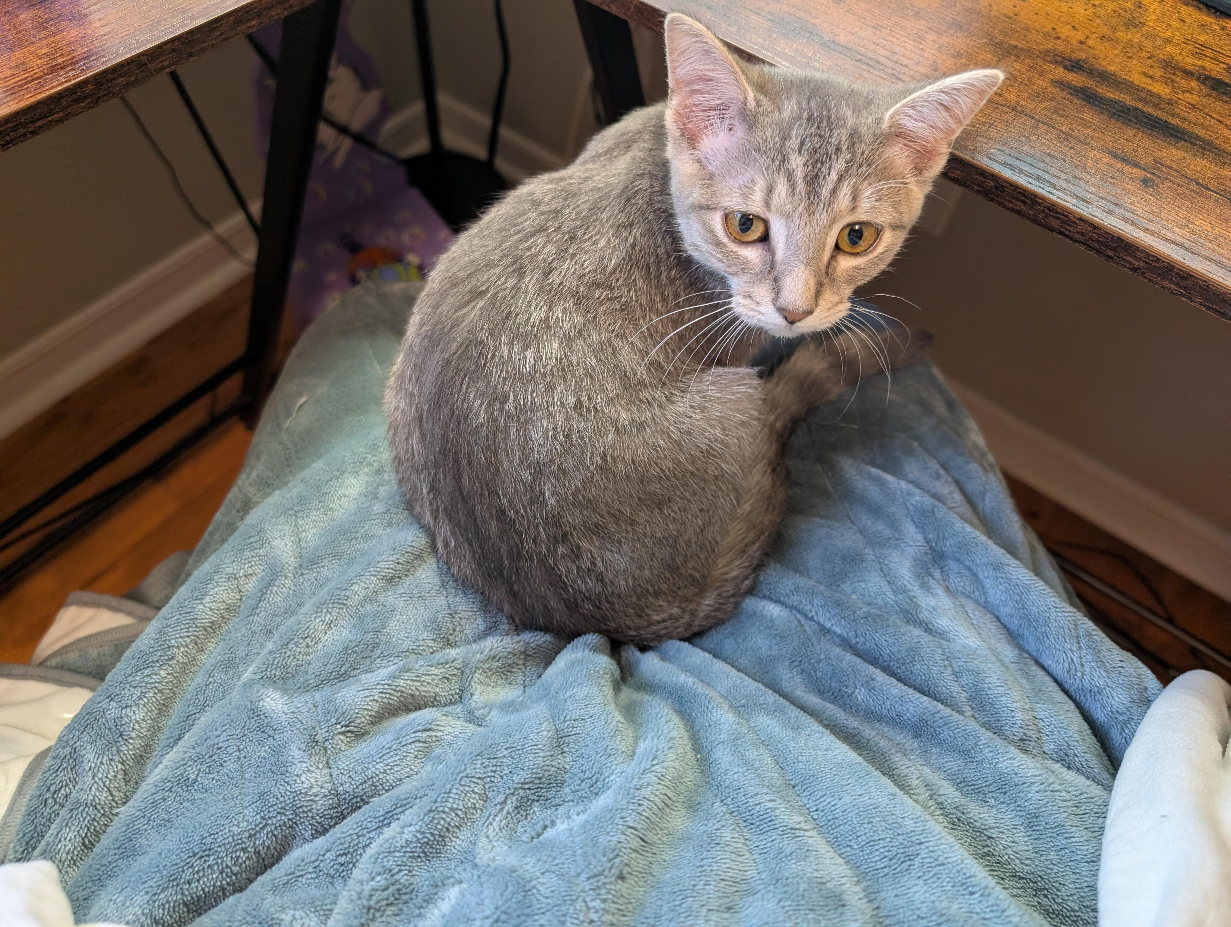 Enlarge Brittany, a Adoptable Domestic Short Hair in Cambridge, ON image 4/4